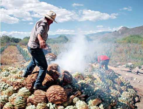 Horno de Mezcal
