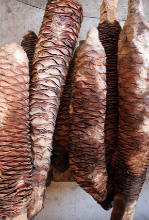 Agave Cirial de Mezcal
