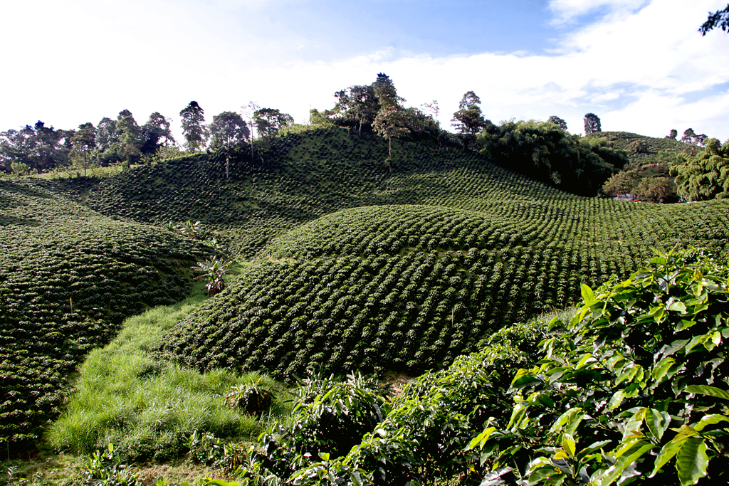 Como hacen el café colombiano