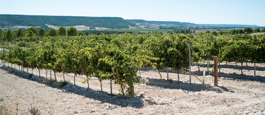 Terroir de piedra caliza en Coñac