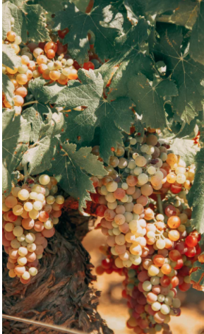 Ugni Blanc de Coñac
