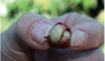 Grano de café abrierto