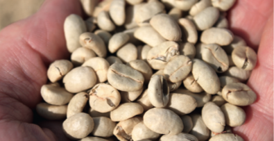 Grano de café procesado
