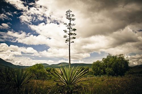 Quiote del Mezcal