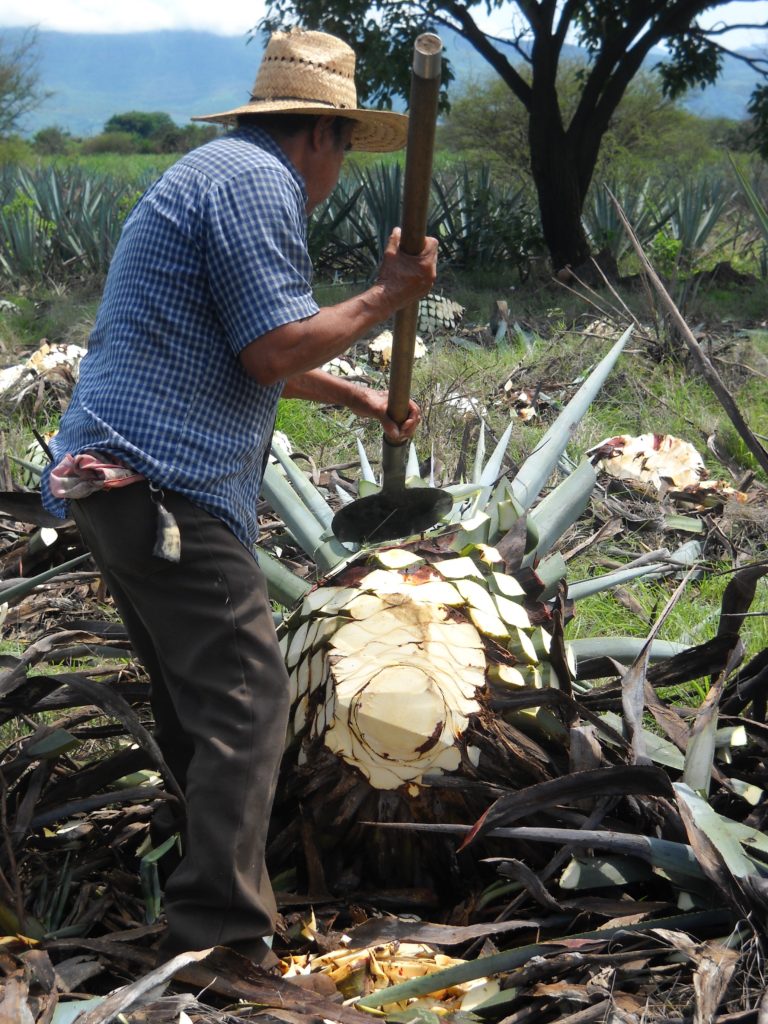 Jimador de Mezcal